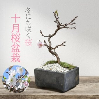 冬に咲く桜 十月桜盆栽 二期咲きのさくら サクラ