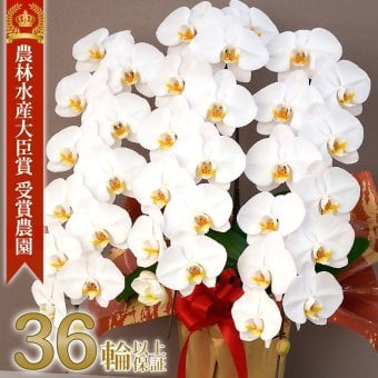 胡蝶蘭 大輪 ３本立ち 蕾含む36輪以上 送料無料 ヤマト [r-tai0009-f] 開店祝い 開業 誕生日 長寿 結婚記念日 金婚式 お供え 生花 株主総会 選挙 当選 祈願 仏花 お悔み 開院 開業 移転 ギフト 贈り物 還暦 古希 喜寿 傘寿 米寿 卒寿 白寿 百寿 御供 受賞 受章 退職 就任 栄転 昇進 新築 竣工 落成 新装 周年記念 式典 発表会 内祝 年忌 法要