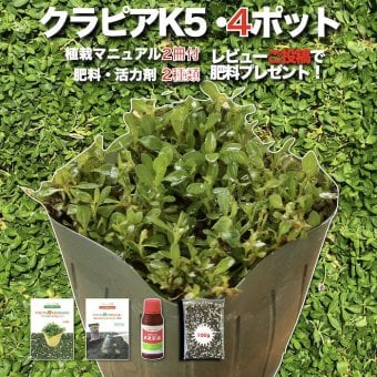 クラピア K5 苗4株 お試し1平米用 すくすくセットミニ 完全植栽マニュアル付き グランドカバー 4ポット 肥料 活力剤2種（おすすめ肥料、メネデール）イワダレソウ改良種 薄桃品種 プランツ 雑草対策 庭 ガーデニング diy 緑化 おすすめ ガーデン 多年草 植物