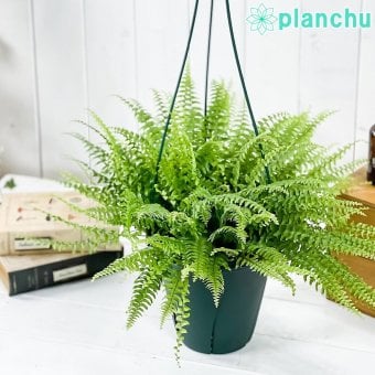 PLANCHU 観葉植物 ネフロレピス ツデー 6号吊り鉢 育て方説明書付き Nephrolepis exaltata ‘Teddy Junior’ ボストンファーン ボストンファン シダ植物