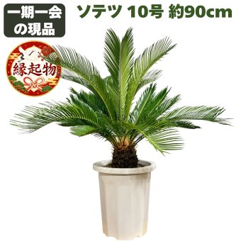 現品 観葉植物 ソテツ 蘇鉄 高さ90cm 10号鉢苗 大型種類 大きい 鉢植え 和風 和室 南国 おしゃれな室内インテリア 日陰 風水 玄関 リビング 初心者におすすめ 簡単で育てやすい 耐陰性 部屋 屋外 かわいい ベランダ プレゼント ギフト 開店祝い 結婚祝い 窓際 テレビ横 モダン 贈答