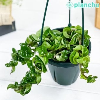 PLANCHU 観葉植物 ホヤ カルノーサ コンパクタ 4号吊り鉢 育て方説明書付き Hoya carnosa ‘Compacta’ サクララン 桜蘭