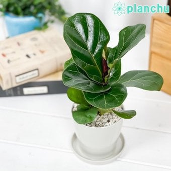 PLANCHU 観葉植物 フィカス リラータ 3.5号鉢 受け皿付き 育て方説明書付き Ficus lyrata カシワバゴムノキ