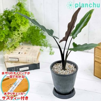 PLANCHU 観葉植物 アロカシア ラウテルバキアナ 4号樹脂鉢 ダークグレー サスティー付き 受け皿付き 育て方説明書付き Alocasia lauterbachiana アロイド