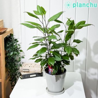 PLANCHU 熱帯花木 ハイビスカス レッドロコ 5号鉢 受け皿付き 育て方説明書付き Hibiscus cv. 斑入り 鉢花 花 観葉植物 苗