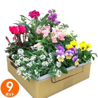花苗 セット 送料無料 秋 のお花おまかせ9ポット ガーデニングに最適です。 沖縄・離島を除く