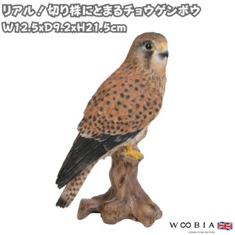 置物 鳥 チョウゲンボウ 高さ21.5cm woobia ウービア 野鳥 リアル おしゃれ 玄関 インテリア オブジェ ガーデン 北欧 ナチュラル 猛禽 動物 アニマル 癒し 鳥好き 出窓 棚 玄関飾り プレゼント ギフト バードウォッチング