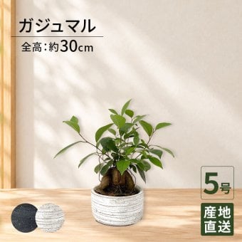 ガジュマル 5号 利休浅陶器 高さ約30cm 観葉植物