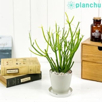 PLANCHU 多肉植物 ユーフォルビア ティルカリ ファイヤースティック 3.5号鉢 受け皿付き Euphorbia tirucalli ‘Fire Sticks’ スティックオンファイヤー