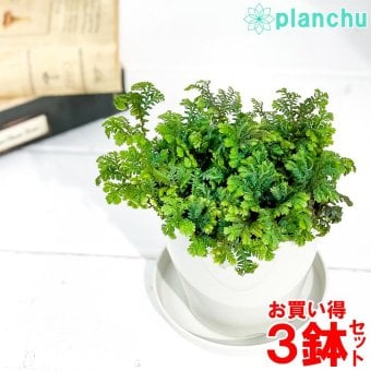 観葉植物 セラギネラ レインボーファン 3.5号鉢 3鉢セット 受け皿付き 育て方説明書付き Selaginella uncinata コンテリクラマゴケ シダ