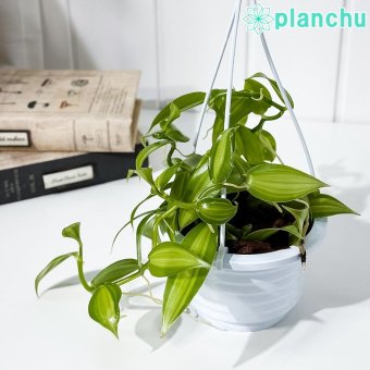 PLANCHU 観葉植物 バニラ プラニフォリア 斑入り 4号吊り鉢 育て方説明書付き Vanilla planifolia ‘Variegata’ バニラの木 洋ラン