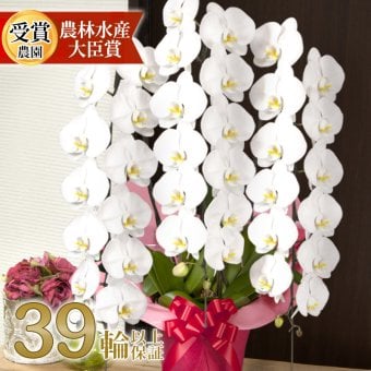 胡蝶蘭 大輪 ３本立ち 蕾含む39輪以上 送料無料 ヤマト [r-tai0007-f] 開店祝い 開業 誕生日 長寿 結婚記念日 金婚式 お供え 生花 株主総会 選挙 当選 祈願 仏花 お悔み 開院 開業 移転 ギフト 贈り物 還暦 古希 喜寿 傘寿 米寿 卒寿 白寿 百寿 御供 受賞 受章 退職 就任 栄転 昇進 新築 竣工 落成 新装 周年記念 式典 発表会 内祝 年忌 法要
