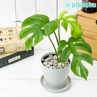 PLANCHU 観葉植物 ラフィドフォラ ヒメモンステラ 3.5号鉢 受け皿付き 育て方説明書付き Rhaphidophora tetrasperma テトラスペルマ アロイド