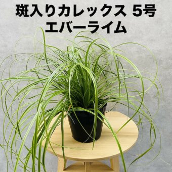 斑入り カレックス オシメンシス エバーライム 15cmポット苗 株 下草 常緑 多年草 グランドカバー カラーリーフ 庭 寄せ植えに 花壇 鉢植え 高耐寒性