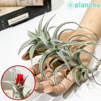 PLANCHU エアプランツ ティランジア エディシアエ Lサイズ 1株 W10×H15cm前後 育て方説明書付き Tillandsia edithae エアープランツ チランジア