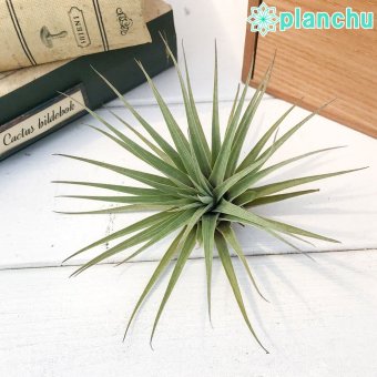 PLANCHU エアプランツ ティランジア エスピノーサ 1株 W9×H7cm前後 育て方説明書付き Tillandsia espinosae エアープランツ チランジア フリーセア