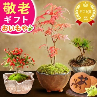 【まだ間に合う】 敬老の日 すぐ贈れるギフト 即日発送 プレゼント ギフト 花 盆栽 ミニ 鉢植え 紅葉 もみじ 花鉢 観葉植物 ミニ盆栽 手のひら 苔盆栽 苔 おしゃれ どら焼き 送料無料 スイーツ お菓子 和菓子 メッセージカード おいもや