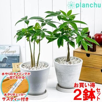 観葉植物 パキラ ネジリ＆ストレート 2鉢セット 5号樹脂鉢 ホワイト サスティー付き 受け皿付き 育て方説明書付き Pachira glabra 発財樹 実生