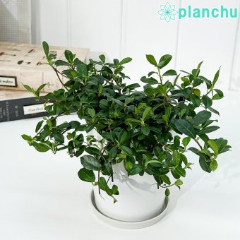 PLANCHU 観葉植物 フィカス シャングリラ 4号鉢 受け皿付き 育て方説明書付き Ficus vaccinioides つる性ガジュマル テリハイヌビワ