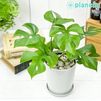 PLANCHU 観葉植物 ラフィドフォラ ヒメモンステラ 4号鉢 受け皿付き 育て方説明書付き Rhaphidophora tetrasperma テトラスペルマ アロイド
