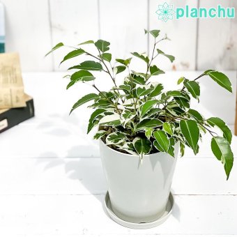 PLANCHU 観葉植物 フィカス ベンジャミン スターライト 4号鉢 受け皿付き 育て方説明書付き Ficus benjamina ‘Star Light’ 幸運を呼ぶ木 ゴムノキ