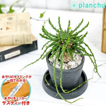 PLANCHU 多肉植物 ユーフォルビア ゴルゴニス 3.5号樹脂鉢 ミディダークグレー サスティー付き 受け皿付き 育て方説明書付き Euphorbia gorgonis 金輪際