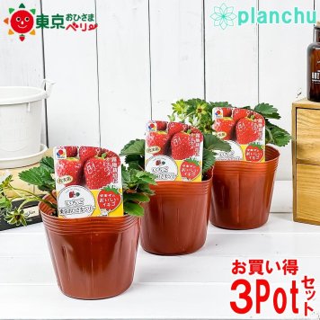 野菜苗 イチゴ苗 東京おひさまベリー 4号ポット 3ポットセット 果物 果菜苗 いちご苗 いちご イチゴ
