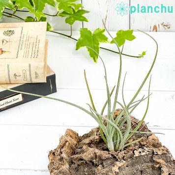 PLANCHU エアプランツ ティランジア ベイレイ Mサイズ 1株 W10×H18cm前後 育て方説明書付き Tillandsia baileyi エアープランツ チランジア