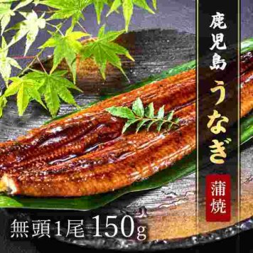 鹿児島県産 うなぎ 蒲焼 1尾 150g 特大サイズ 無頭 タレ 山椒付き 国産 鰻 ウナギ かば焼き ギフト プレゼント お祝い お中元 お歳暮 土用の丑の日