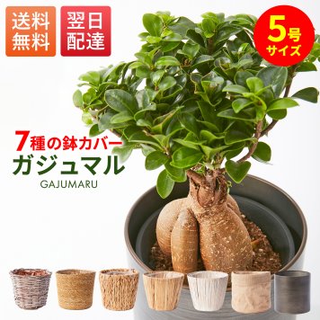 観葉植物 ガジュマル 5号 ミニ観葉植物 鉢付き 鉢植え 初心者でも育てやすい ギフト 幸運の木 風水 インテリアグリーン オシャレ 結婚式 新築祝い 就職祝い 開業祝い 記念日 引越し祝い