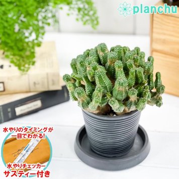 PLANCHU 多肉植物 ユーフォルビア プセウドグロボーサ 3.5号樹脂鉢 ミディダークグレー サスティー付き 受け皿付き 育て方説明書付き Euphorbia pseudoglobosa 稚児麒麟