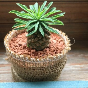【ソテツキリン】★ | 蘇鉄麒麟 パイナップルコーン 多肉植物 観葉植物 ユーフォルビア かわいい ミニサイズ テーブルサイズ 観賞用 送料無料