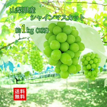 【予約商品 9月初旬出荷】シャインマスカット 山梨県産 朝採れ お中元 ギフト 山梨 1kg 2房 皮ごと食べられる 大粒 種なし マスカット 葡萄 ぶどう 糖度18以上 クール便無料 送料無料 
