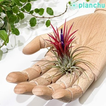 PLANCHU エアプランツ ティランジア イオナンタ フエゴ Mサイズ 1株 W5×H6cm前後 育て方説明書付き Tillandsia ionantha ‘Fuego’ エアープランツ チランジア