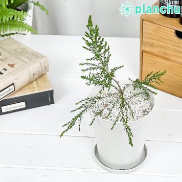 PLANCHU 観葉植物 レプトスペルマム モスキートブロッカー 4号鉢 受け皿付き 育て方説明書付き PVP Leptospermum liversidgei オージープランツ 虫除け植物