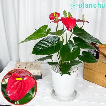 PLANCHU 観葉植物 アンスリウム レッド 6号鉢 受け皿付き 育て方説明書付き Anthurium andraeanum cv. アンスリューム アロイド 鉢花