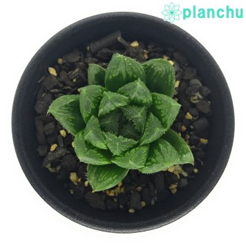 PLANCHU 多肉植物 ハオルチア ギザギザハート 2.5号鉢 Haworthia ‘Giza Giza Heart’