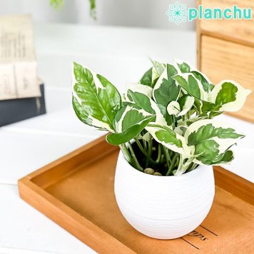 PLANCHU 観葉植物 ポトス エンジョイ 3号丸鉢 受け皿付き 育て方説明書付き PVP Epipremnum aureum ‘N'Joy’ エピプレムナム アロイド