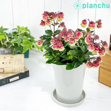 PLANCHU 多肉植物 カランコエ ドリーQ2 6号鉢 受け皿付き 育て方説明書付き Kalanchoe ‘Dolly Q2’ 観葉植物 鉢花
