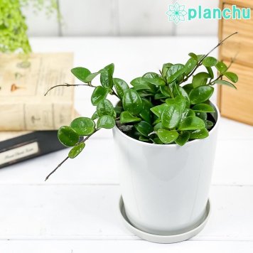 PLANCHU 観葉植物 ホヤ マチルダ 4号鉢 受け皿付き 育て方説明書付き Hoya ‘Matilde’ サクララン 桜蘭