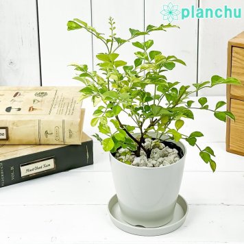 PLANCHU 観葉植物 シマトネリコ 斑入り 3.5号鉢 受け皿付き 育て方説明書付き Fraxinus griffithii ‘Variegata’ 苗 苗木