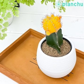 PLANCHU サボテン ギムノカリキウム ヒボタン イエロー 3号丸鉢 受け皿付き 育て方説明書付き キャンドルサボテン カラーヘッドサボテン 緋牡丹 ひぼたん