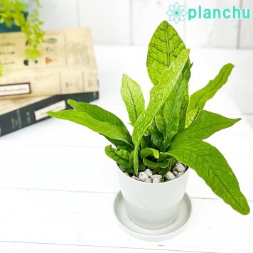PLANCHU 観葉植物 ミクロソリウム クロコダイルファーン 3.5号鉢 受け皿付き 育て方説明書付き Microsorum musifolium ‘Crocodyllus’ シダ植物