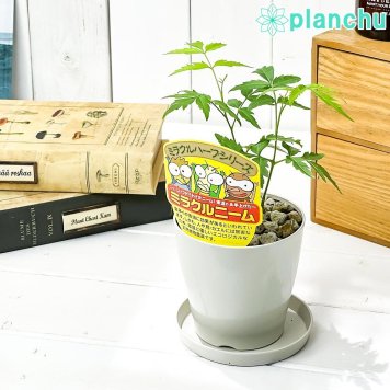 PLANCHU 観葉植物 ミラクルニーム 3.5号鉢 受け皿付き 育て方説明書付き Azadirachta indica 神秘の樹木 虫除け植物
