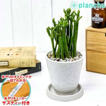 PLANCHU 多肉植物 ユーフォルビア セドロルム 4号樹脂鉢 ホワイト サスティー付き 受け皿付き 育て方説明書付き Euphorbia cedrorum オンコクラータ 多肉植物