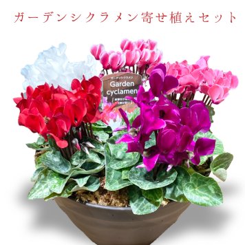 ガーデンシクラメン ミニシクラメン苗 寄せ植え 5ポット シクラメン、ガーデンシクラメン シクラメン 送料無料 赤 紫 ガーデン シクラメン ギフト 花 誕生日プレゼント 誕生日 女友達 宅配 長持ち プレゼント