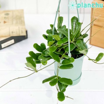PLANCHU 観葉植物 ホヤ ロツンディフォリア 3.5号吊り鉢 受け皿付き 育て方説明書付き Hoya rotundifolia サクララン 桜蘭