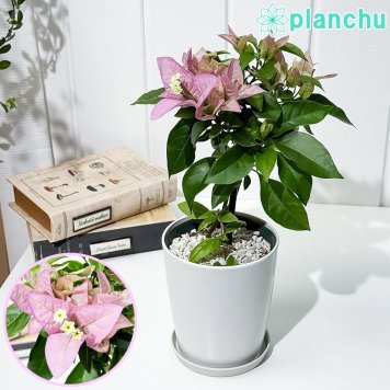 PLANCHU 熱帯花木 ブーゲンビレア グレープパフェ ブーケ仕立て 4号鉢 受け皿付き 育て方説明書付き PVP Bougainvillea cv. 鉢花 観葉植物
