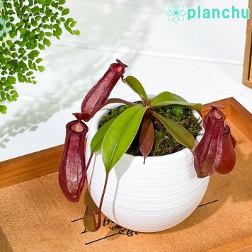 PLANCHU 食虫植物 ネペンテス レディラック 3号丸鉢 育て方説明書付き Nepenthes ‘Lady Luck’ ウツボカズラ
