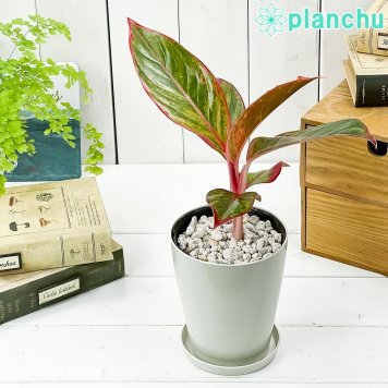 PLANCHU 観葉植物 アグラオネマ レッドゴールド 4号鉢 受け皿付き 育て方説明書付き Aglaonema ‘Red Gold’ 幸せを招くタイの宝石 アロイド